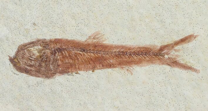 Knightia Fossil Fish - Wyoming #67366